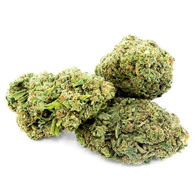 Grossista canapa svizzera Ticino, cannabis light legale cbd all'ingrosso, weed | ac/dc