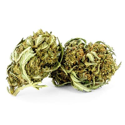 Grossista canapa svizzera Ticino, cannabis light legale cbd all'ingrosso, weed Big Cherry
