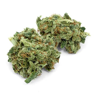 Grossista canapa svizzera, cannabis light legale cbd all'ingrosso, weed BLUEBERRY