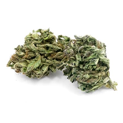 Grossista canapa svizzera, cannabis light legale cbd all'ingrosso, weed CANDIDA