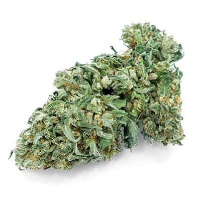 Grossista canapa svizzera Ticino, cannabis light legale cbd all'ingrosso, weed CANDIDA