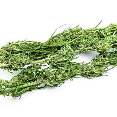 Grossista canapa svizzera, cannabis light legale cbd all'ingrosso, weed CARMAGNOLA