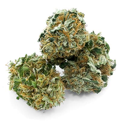 Grossista canapa svizzera Ticino, cannabis light legale cbd all'ingrosso, weed CBD THERAPY