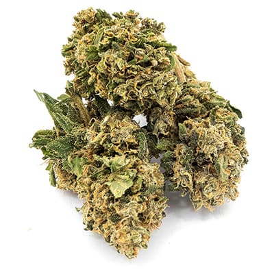 Grossista canapa svizzera Ticino, cannabis light legale cbd all'ingrosso, weed Charlotte web