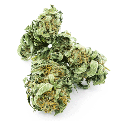 Grossista canapa svizzera Ticino, cannabis light legale cbd all'ingrosso, Chocolope