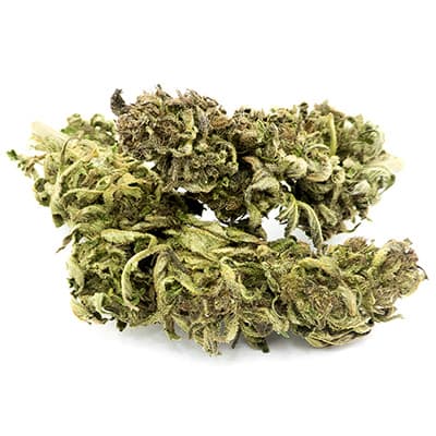 Grossista canapa svizzera, cannabis light legale cbd all'ingrosso, weed Delta 405