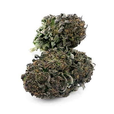 Grossista canapa svizzera, cannabis light legale cbd all'ingrosso, weed DINAMED