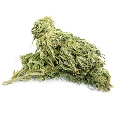 Grossista canapa svizzera, cannabis light legale cbd all'ingrosso, weed Félina 34