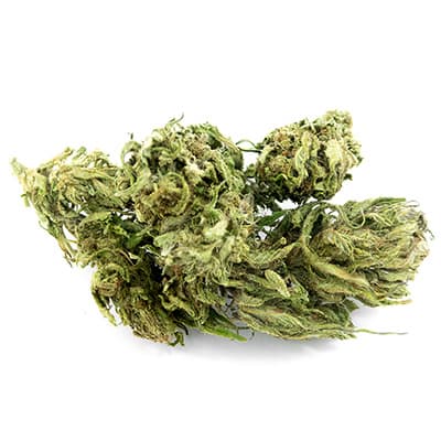 Grossista canapa svizzera, cannabis light legale cbd all'ingrosso, weed Futura