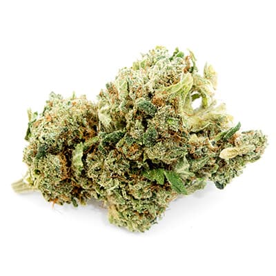 Grossista canapa svizzera Ticino, cannabis light legale cbd all'ingrosso, weed Green Mary
