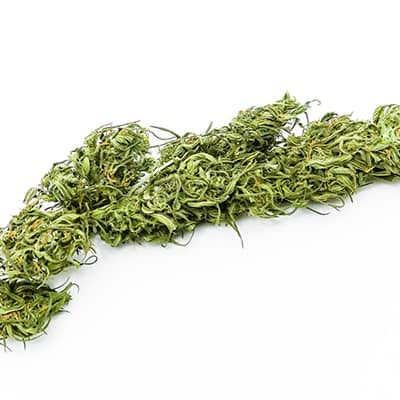 Grossista canapa svizzera, cannabis light legale cbd all'ingrosso. weed KC Virtus