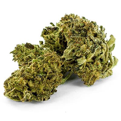 Grossista canapa svizzera, cannabis light legale cbd all'ingrosso, weed PURPLE HAZE