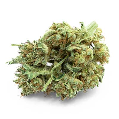 Grossista canapa svizzera Ticino, cannabis light legale cbd all'ingrosso, weed SANDY BUD