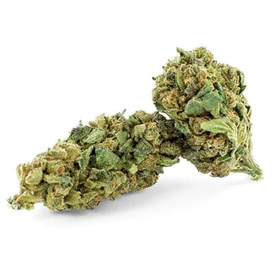 Grossista canapa svizzera, cannabis light legale cbd all'ingrosso, weed STRAWBERRY KUSH