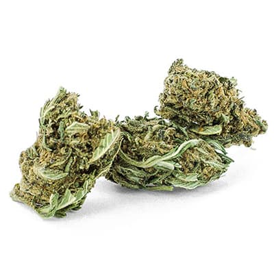 Grossista canapa svizzera Ticino, cannabis light legale cbd all'ingrosso, weed SUPREME LEMON