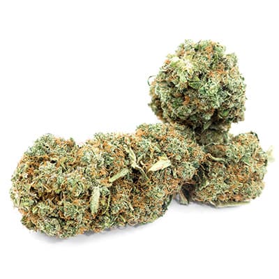 Grossista canapa svizzera Ticino, cannabis light legale cbd all'ingrosso, weed Vanillia's Web