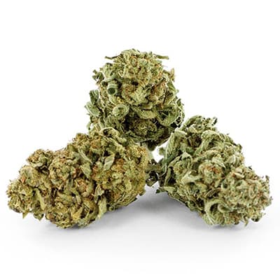 Grossista canapa svizzera, cannabis light legale cbd all'ingrosso, weed WOODSTOCK 69